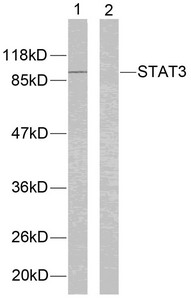 STAT3 (Ab-705) Antibody
