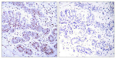STAT4 (Ab-693) Antibody