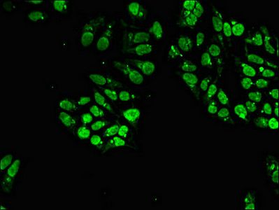 STAT4 Antibody