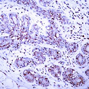 STAT4 (Ab-693) Antibody