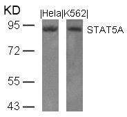 STAT5A (Ab-694) Antibody