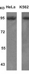 STAT5A (Ab-694) Antibody