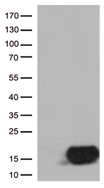 Stefin B Antibody