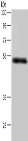 STK26 Antibody