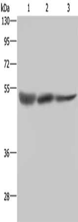 STK26 Antibody