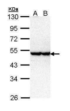 STK40 antibody [N3C3]