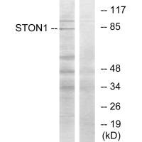 STON1 Antibody