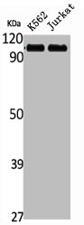 STRN Antibody