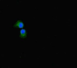 SULF1 Antibody