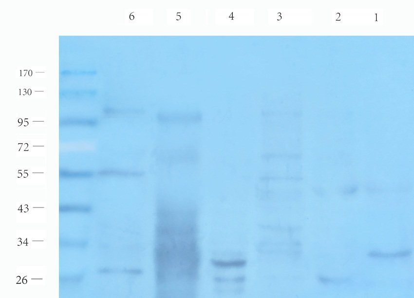 SULF1 antibody