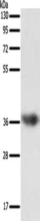 SULT1E1 Antibody
