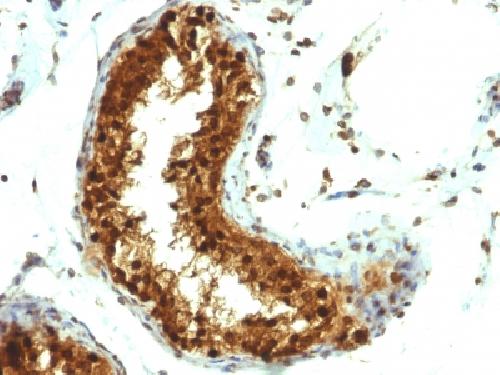 SUMO-1 Antibody