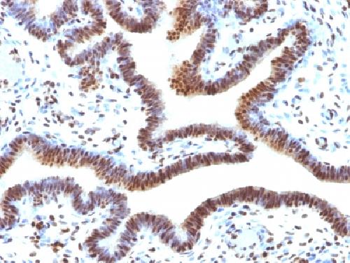 SUMO-2 Antibody