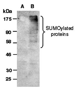 SUMO2 Antibody, Rabbit Polyclonal
