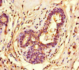 SUV39H1 Antibody