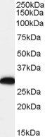 Swiprosin 1/EFHD2 Antibody