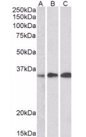 Swiprosin 1/EFHD2 Antibody
