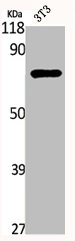 SYNCRIP Antibody