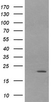 Syntenin Antibody