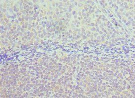 TAB1 Antibody