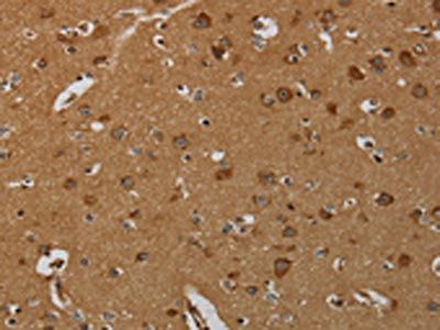 TAB1 Antibody