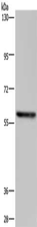 TAB1 Antibody