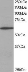 Coronin 1/TACO Antibody