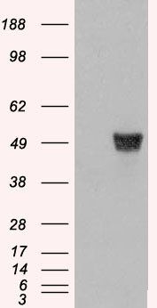 Coronin 1/TACO Antibody