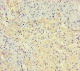 TAF12 Antibody
