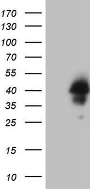 TAF1B Antibody