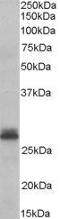 Tafazzin Antibody