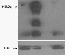 Goat anti-Tankyrase / TANK1 Antibody