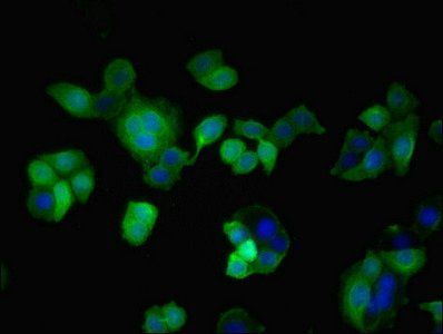 TAZ Antibody