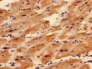 TAZ Antibody