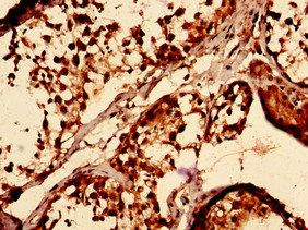 TAZ Antibody