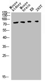 TBX3 Antibody