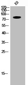 TBX3 Antibody