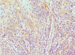 ELOA Antibody