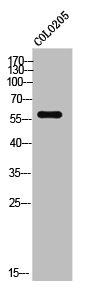 TCEB3C Antibody