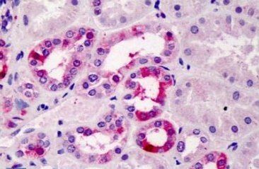 Tcfec (mouse) Antibody