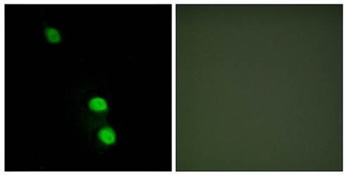 TEAD2 Antibody