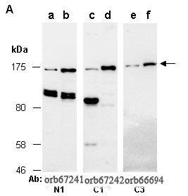 TET3 (N1) Antibody, Rabbit Polyclonal