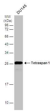 Tetraspan 1 antibody