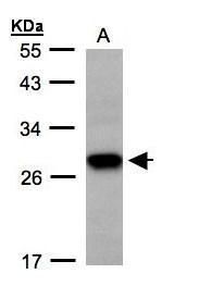 Tetraspan 1 antibody