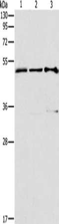 TFAP2C Antibody