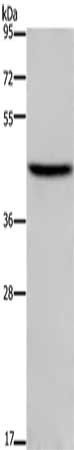 TFDP1 Antibody