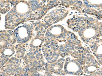 THAP2 Antibody