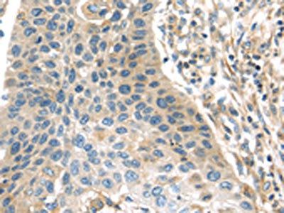 THAP2 Antibody
