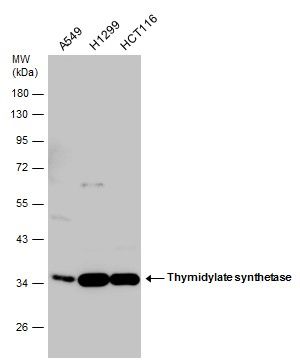 ROCK1 antibody [N1N2], N-term