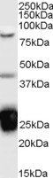 TIA1 Antibody